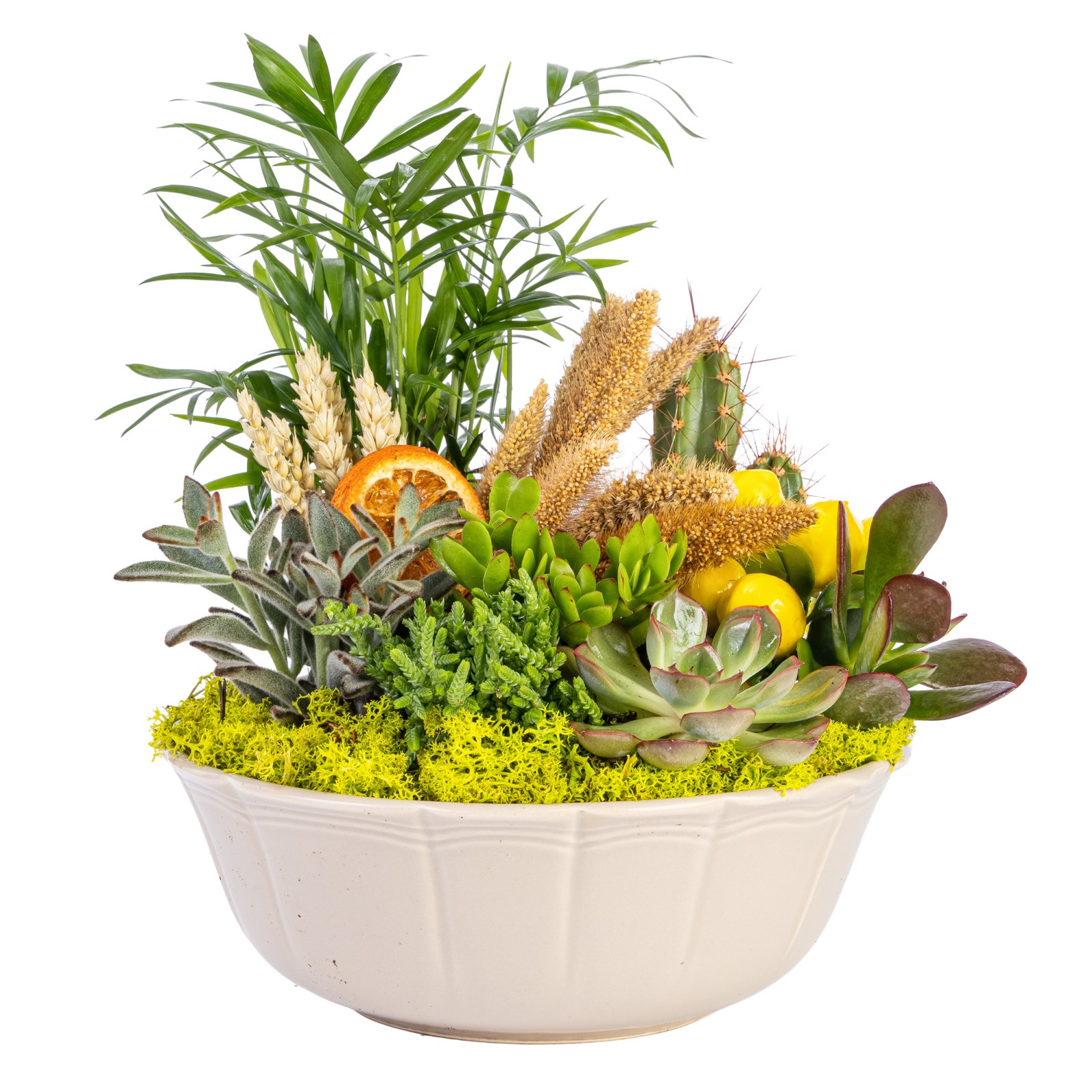 Tropicana Harmony Sukulent